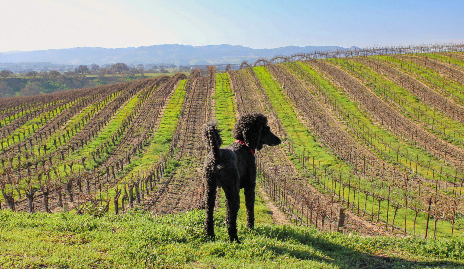 dog friendly wine tours paso robles