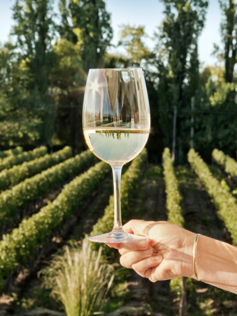 Best Pinot Grigio Wines for Any Budget Wine with Paige