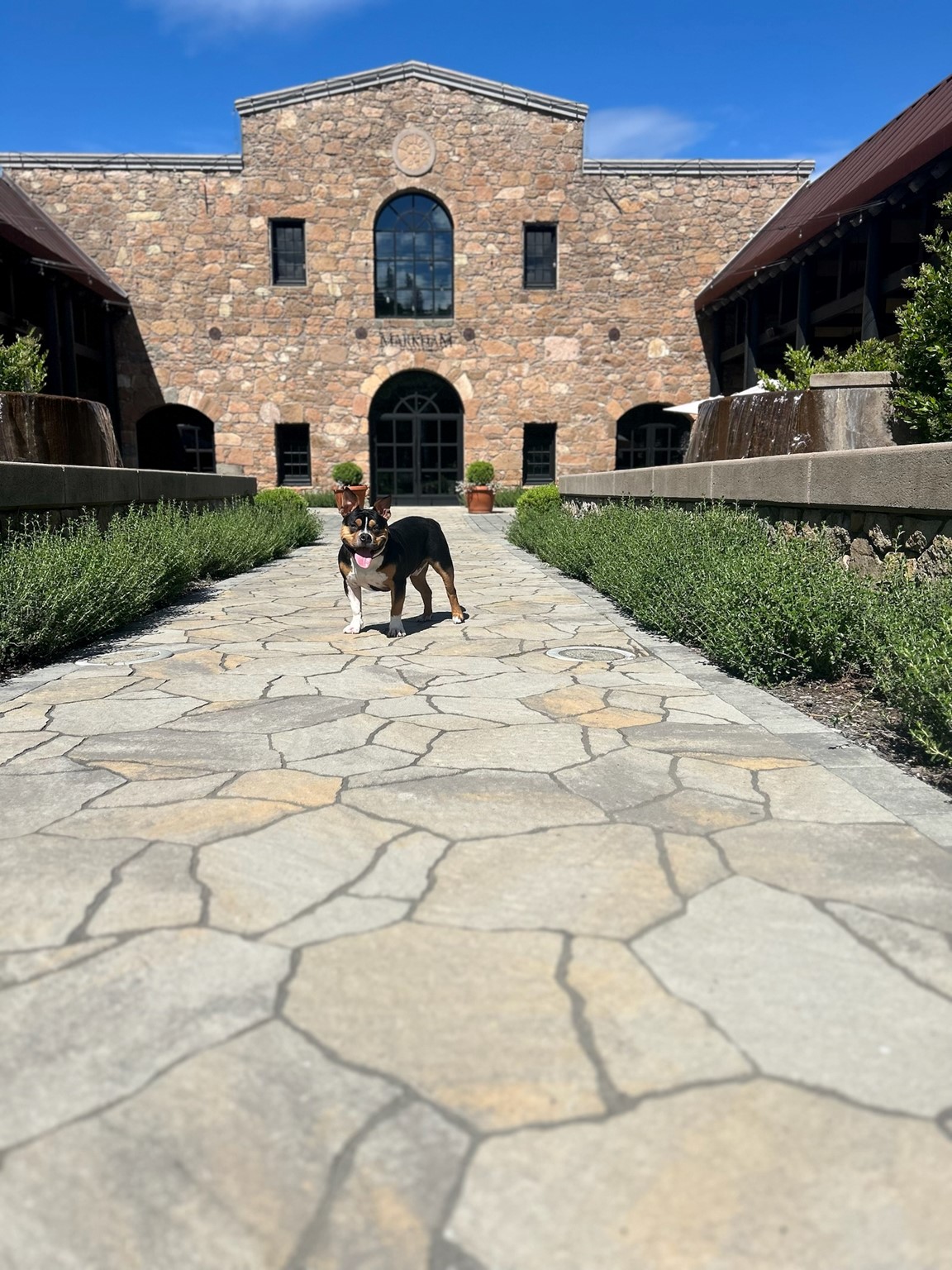 A dog in Markham Winery Tasting Room in St. Helena