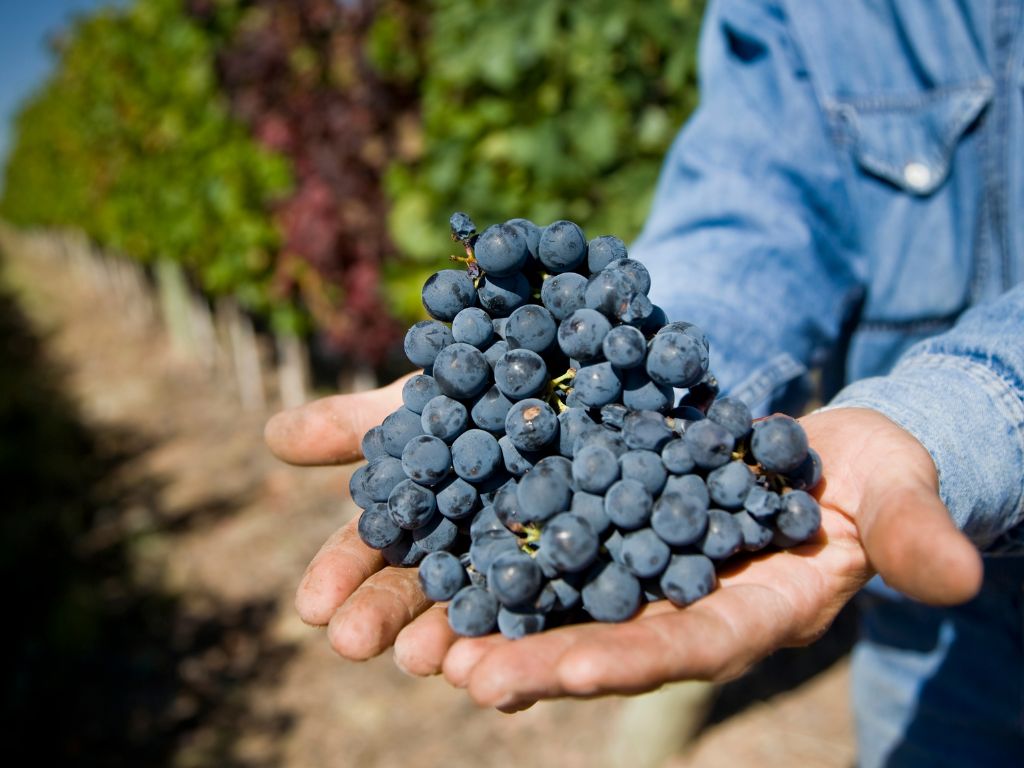 Hands holding malbec wine grapes in a vineyard