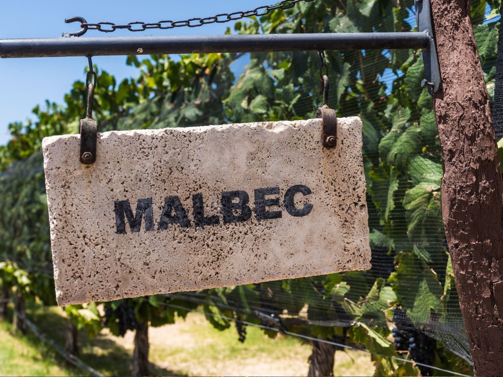 Malbec vineyard