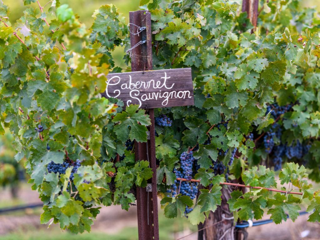 Cabernet Sauvignon Vineyard