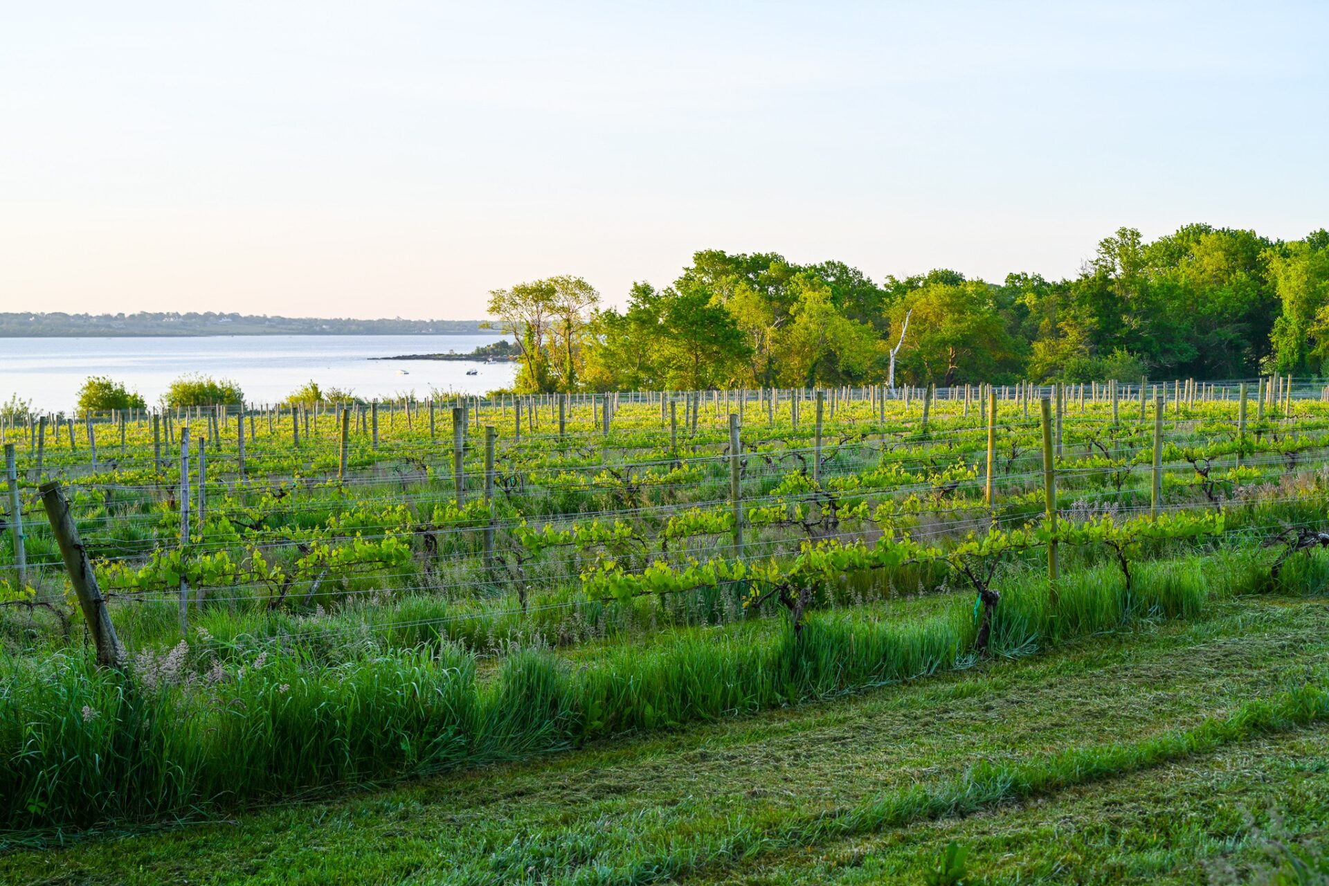 Vineyard vines growing next to a bay