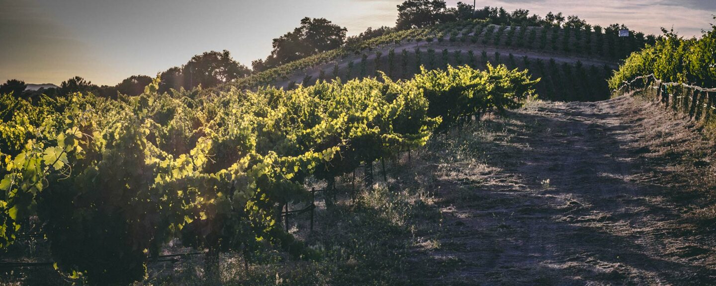 Turtle Rock Winery-Paso Robles Wineries