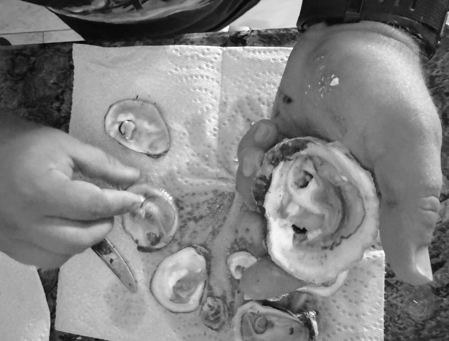 Oyster being shucked open