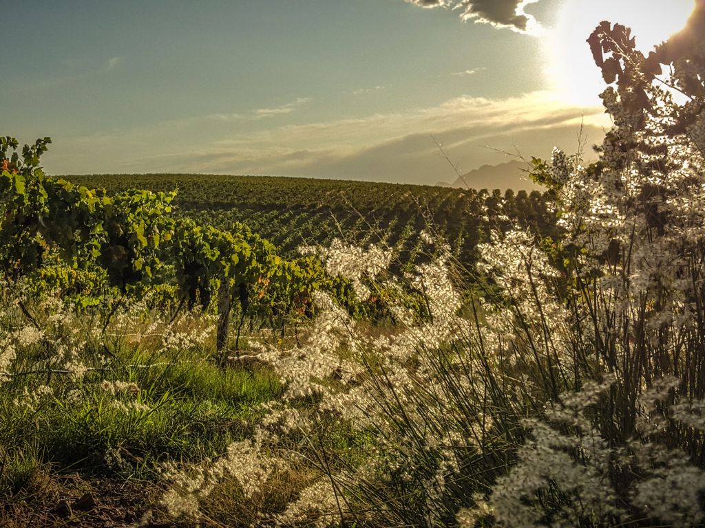 African Vineyard