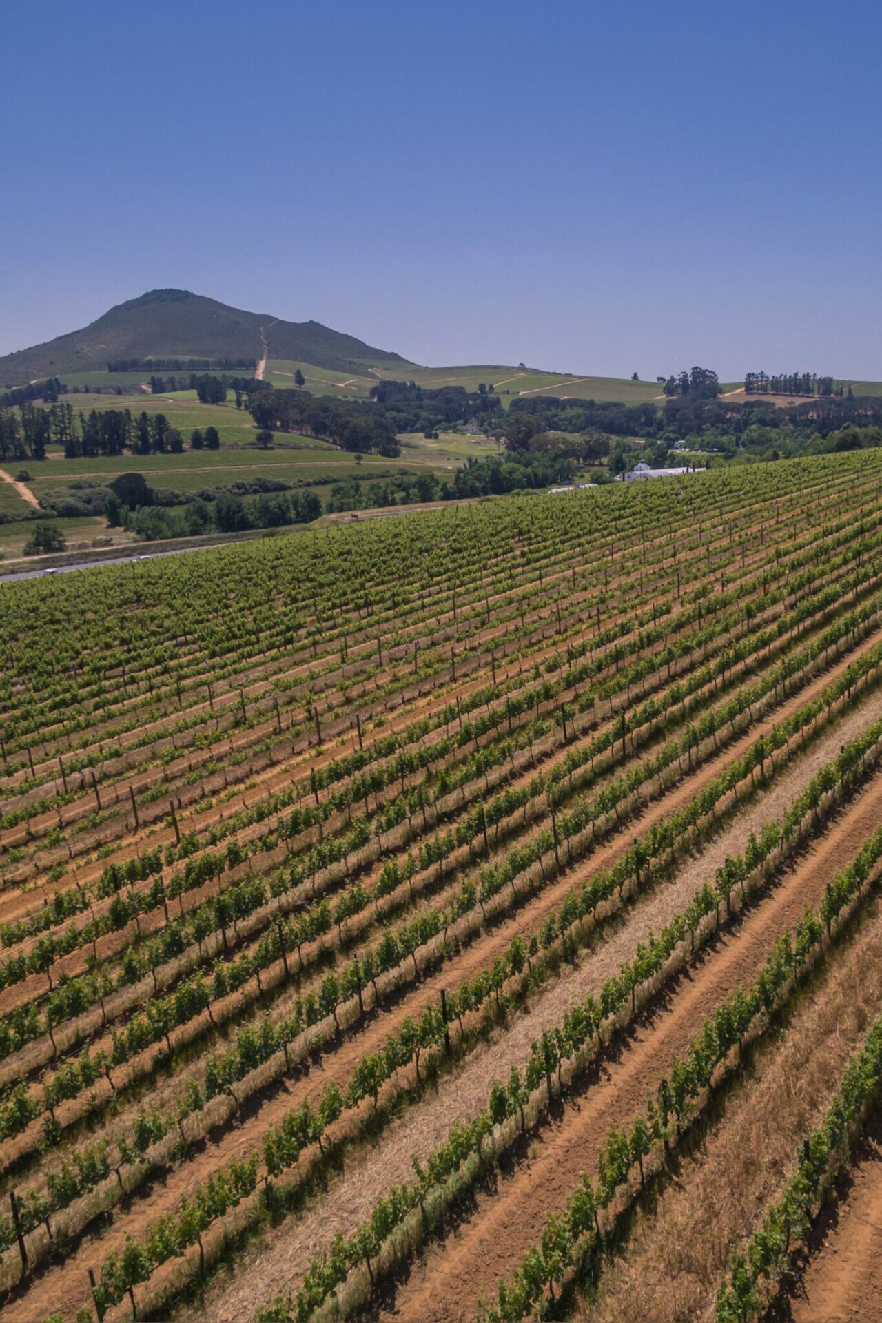 South African wine vineyard with mountains in distance