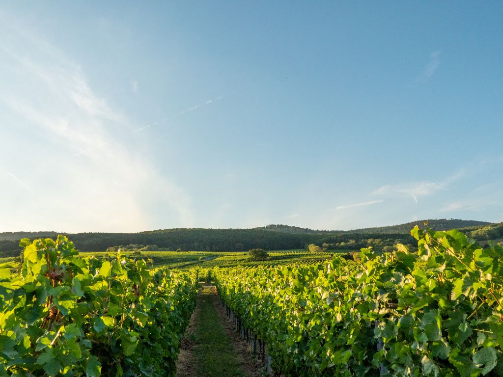 Gewürztraminer vineyard