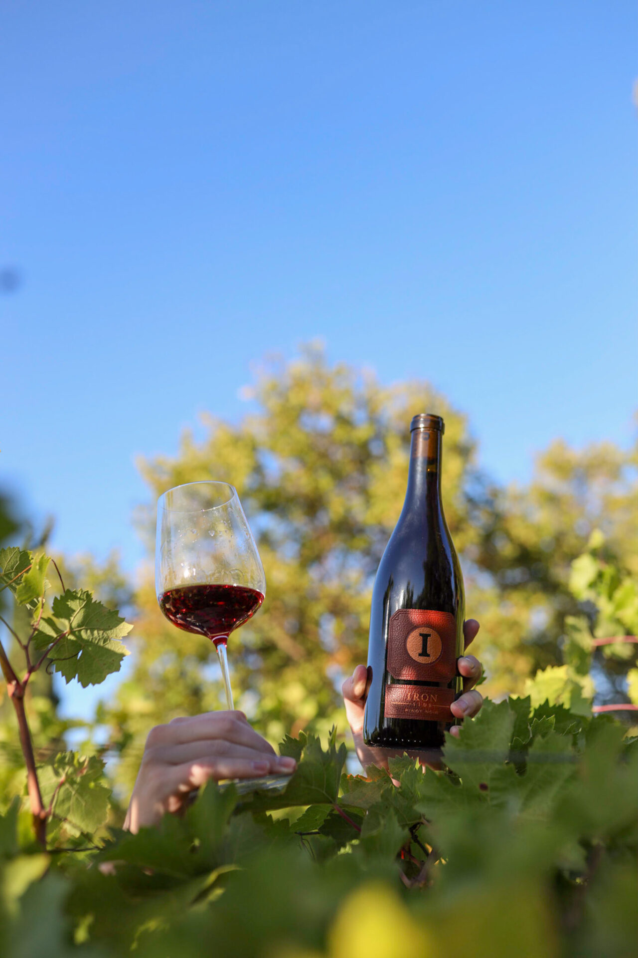 A hand holding a glass and bottle of California wine in a California vineyard