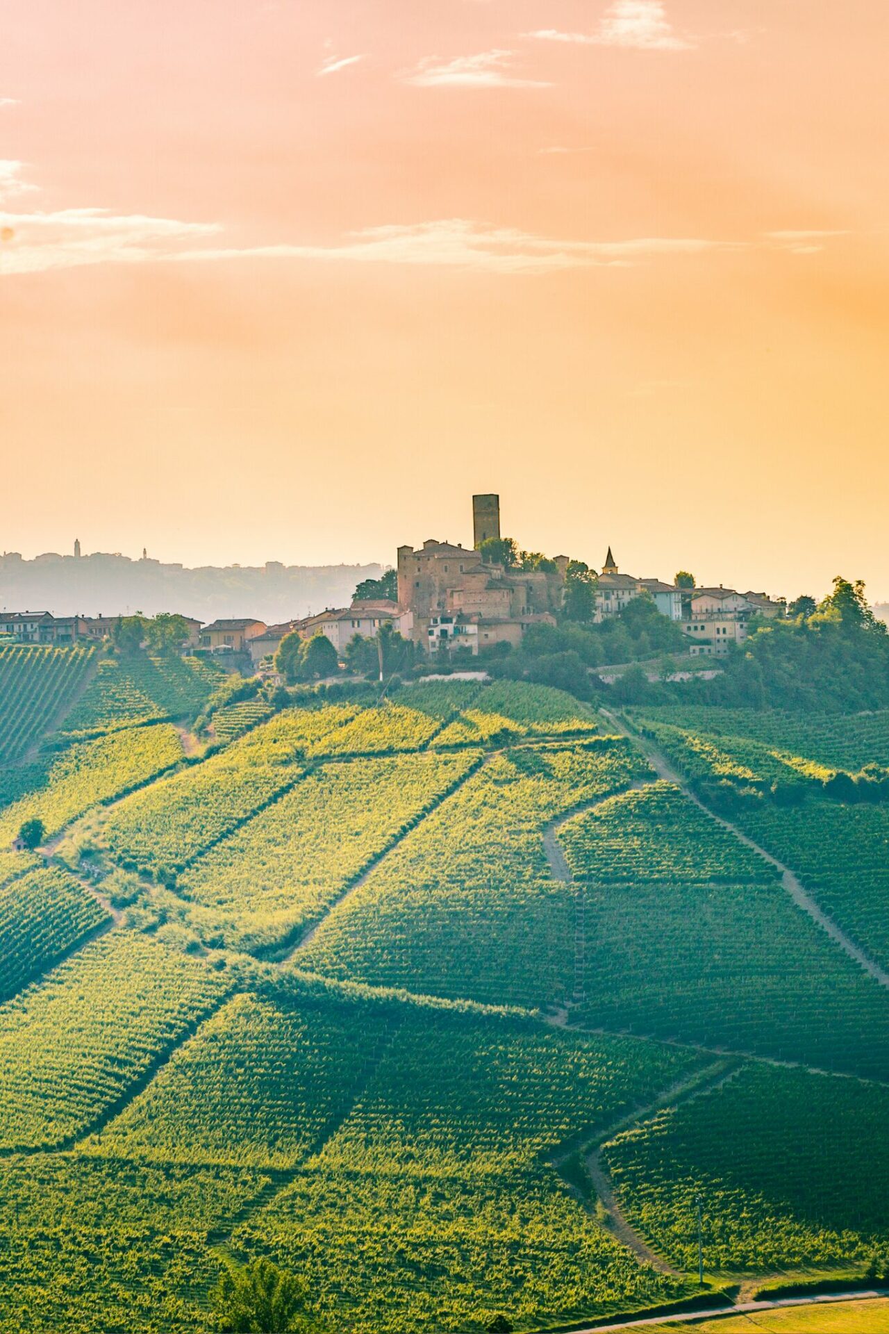 Barolo Wine