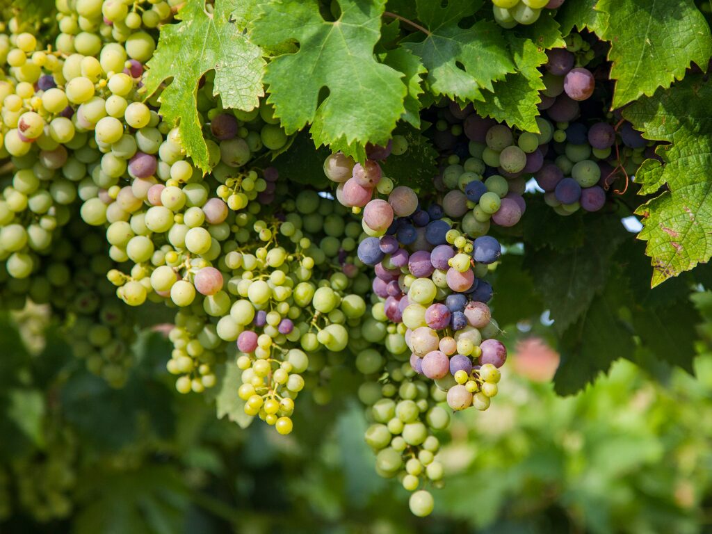 Montepulciano Grapes