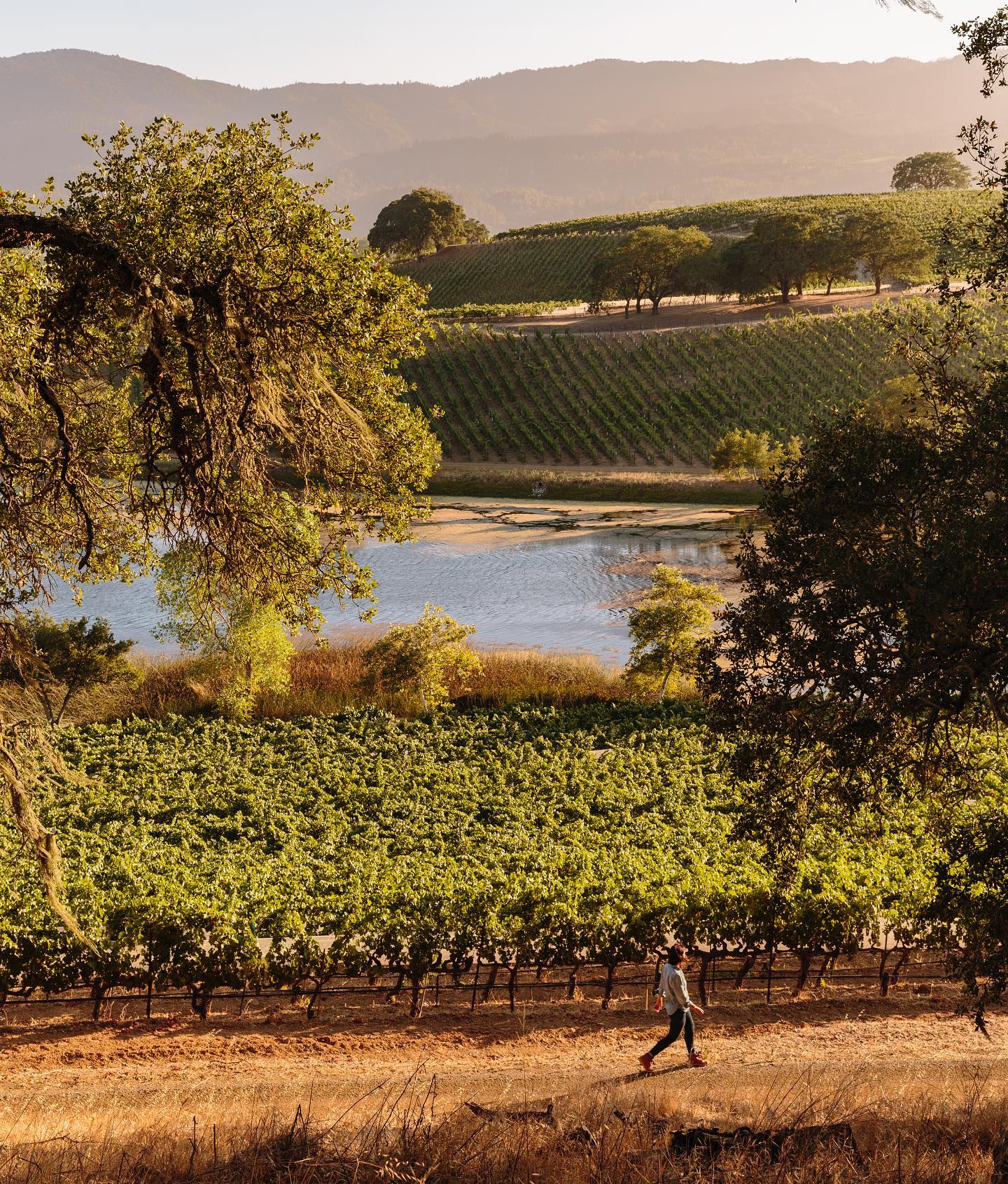 Scenic view of someone walking near vineyard rows with a pond in background