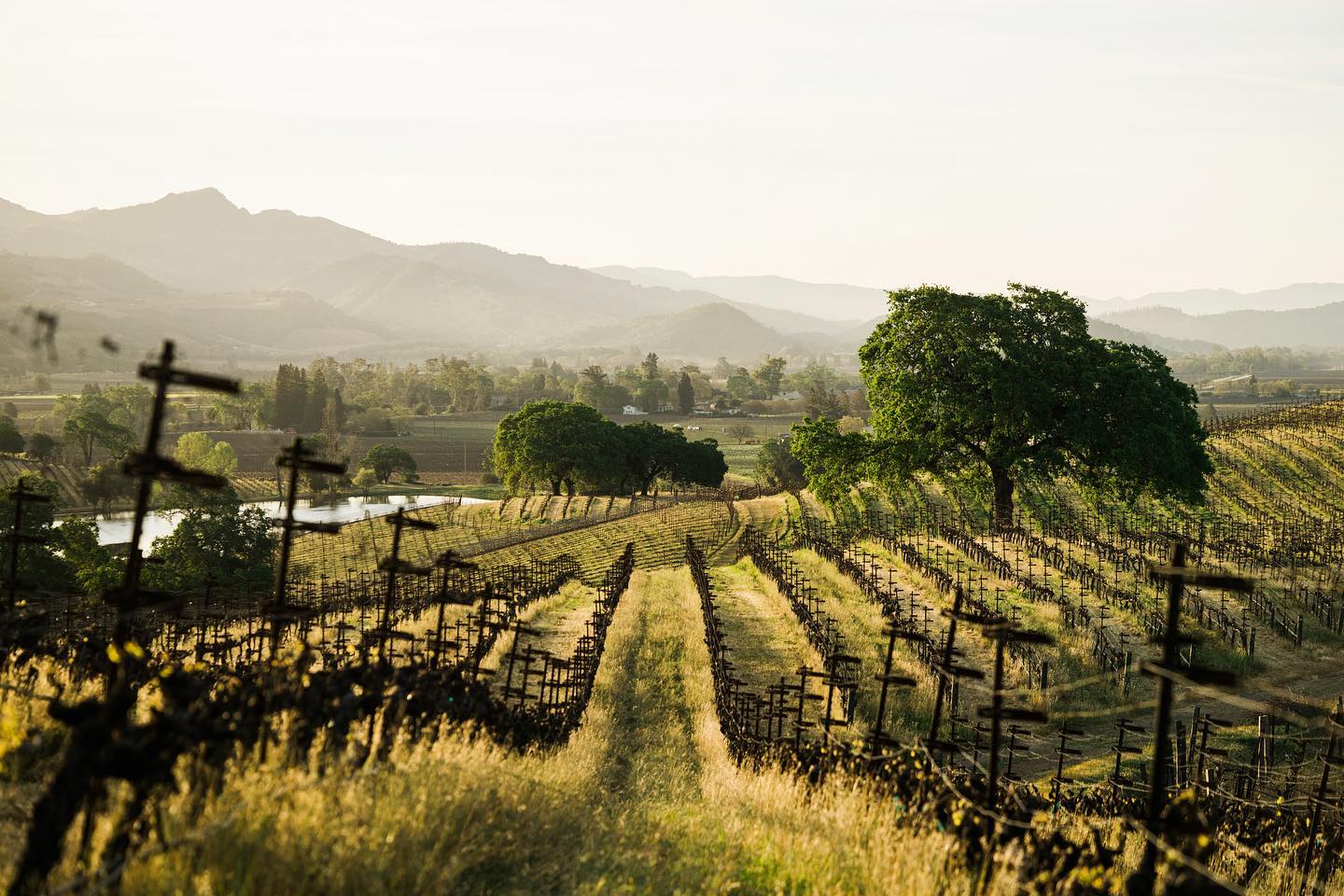 Rolling hills of vineyard in soft glow of sunrise